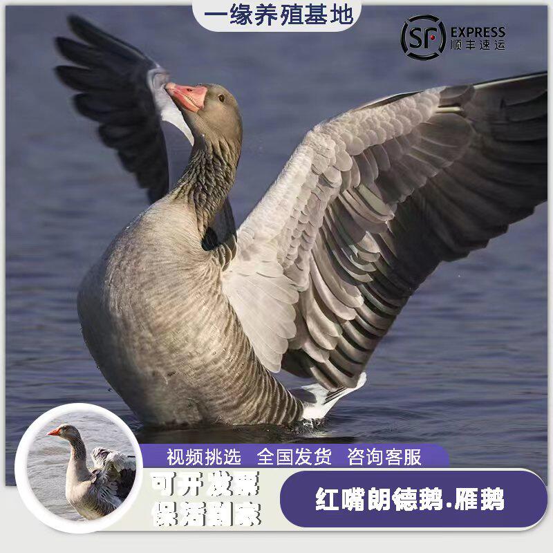 红嘴雁鹅脱温苗朗德鹅脱温苗活体成年朗德鹅雁鹅活体基地直发包活