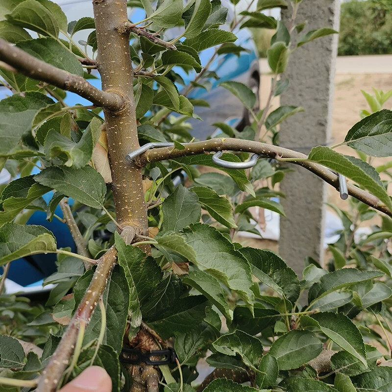 果树拉枝器园林压弯盆景造型固定支架多功能开角器苹果树梨树SM型