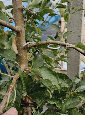 果树拉枝器园林压弯盆景造型固定支架多功能开角器苹果树梨树SM型