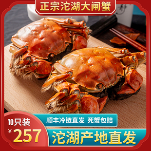 沱湖鲜活大闸蟹2.5两10只特大非全母现货螃蟹满黄新鲜螃蟹礼盒装