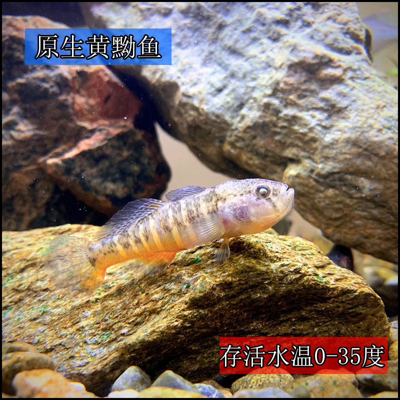 小型底层黄黝鱼黄幼冷水原生不加温好养淡水黄肚观赏溪流鱼包邮