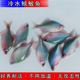 七彩淡水观赏鳑鲏鱼旁皮除藻冷水鱼苗活体热带小型原生群游菜板鱼