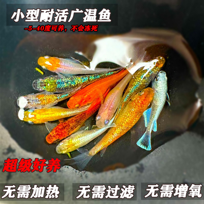 不用打氧气加热过滤练手鱼魔法鱼