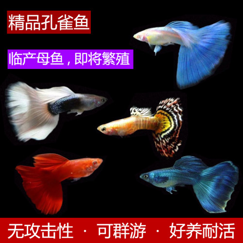 观赏鱼公母孔雀淡水好养特惠包邮