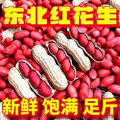 东北红皮花生带壳生花生花生米批发新鲜晒干花生四粒红 降价了