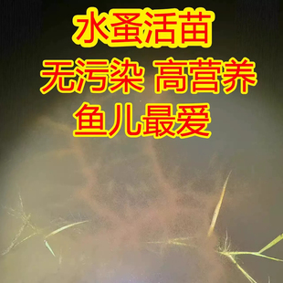 大水蚤大红蚤活体饵料鱼虫小型鱼通用高蛋白蹦蹦虫红虫鱼食大肉蚤