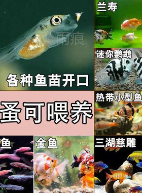 微型水蚤好养繁殖培养鱼食蹦蹦红虫鱼苗开口饲料活孔雀鱼鱼食