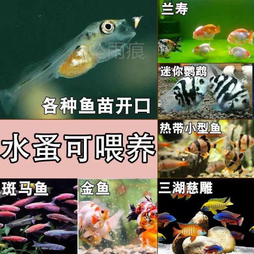 微型水蚤好养繁殖培养鱼食蹦蹦红虫鱼苗开口饲料活孔雀鱼鱼食