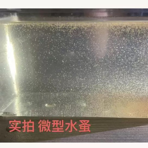 水蚤鱼虫鱼苗活体饲料金鱼孔雀燕鱼观背鱼苗开口鱼食活体鱼饲料