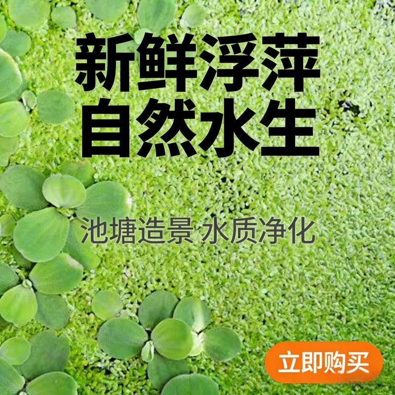小叶芝麻浮萍活体水草庭院鱼缸造水草