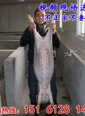 苏太母猪纯种太湖母猪