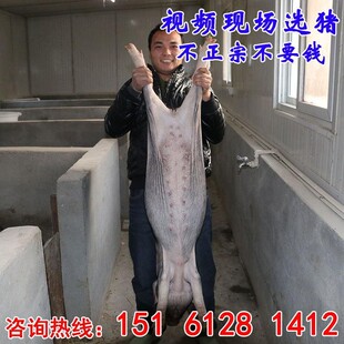 苏太母猪纯种太湖母猪种公猪活猪仔小猪仔活种猪幼崽高产原种 包邮