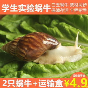 宠物白玉蜗牛活体学生科学实验观察套装巨型大蜗牛观赏教学小蜗牛