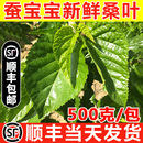 蚕卵大小嫩桑树叶喂蚕 顺丰当天发 桑叶新鲜蚕宝宝学生养蚕套装