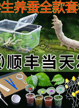 【顺丰当天发货】学生养蚕套装