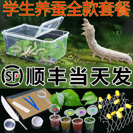 【顺丰当天发】蚕宝宝学生养蚕套装活体幼虫蚕卵饲养盒嫩新鲜桑叶