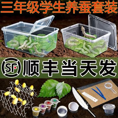 【顺丰当天发】蚕宝宝活体幼虫蚕卵饲养盒箱新鲜桑叶学生养蚕套装