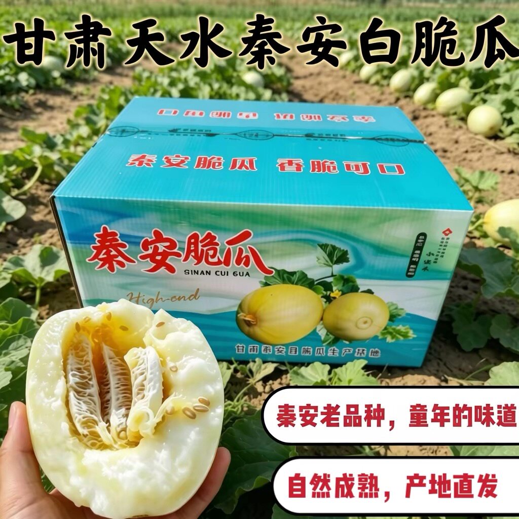 天水秦安脆瓜当季新鲜水果甜脆瓜新鲜水果小香瓜头茬甜瓜白皮蜜瓜