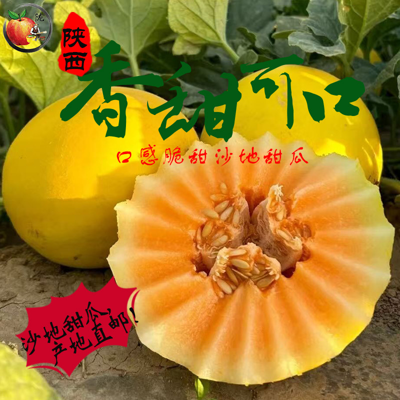 陕西黄河蜜瓜新鲜沙漠香甜瓜当季新鲜脆甜多汁孕妇少儿现摘包邮