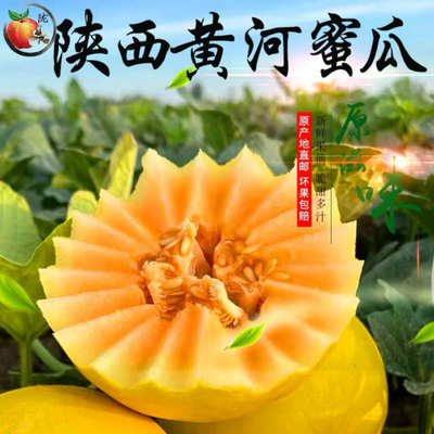 陕西黄河蜜瓜沙地甜瓜新鲜上市
