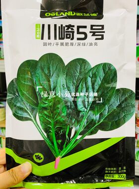 欧兰德川崎5号菠菜种孑圆叶平展肥厚叶片深绿油亮耐寒菠菜种籽优