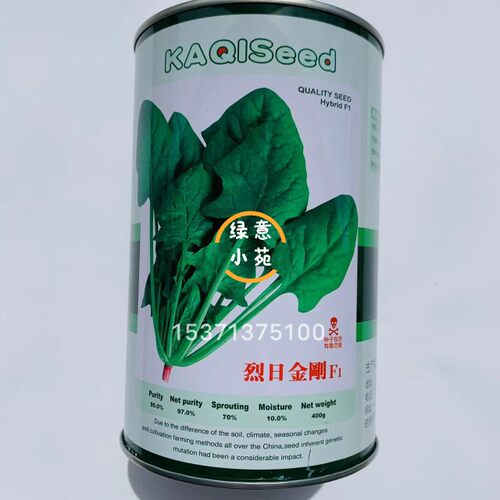 卡其牌烈日金刚菠菜种子耐热 国外引进一代杂交菠菜种籽 叶片宽大
