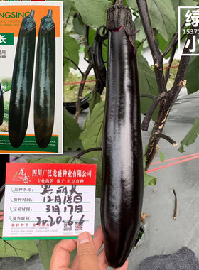 龙盛黑丽长/黑美长高档茄子种子