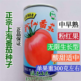 正品上海合作908粉红番茄种子本地番茄 酸甜粉红西红柿洋柿种孑籽