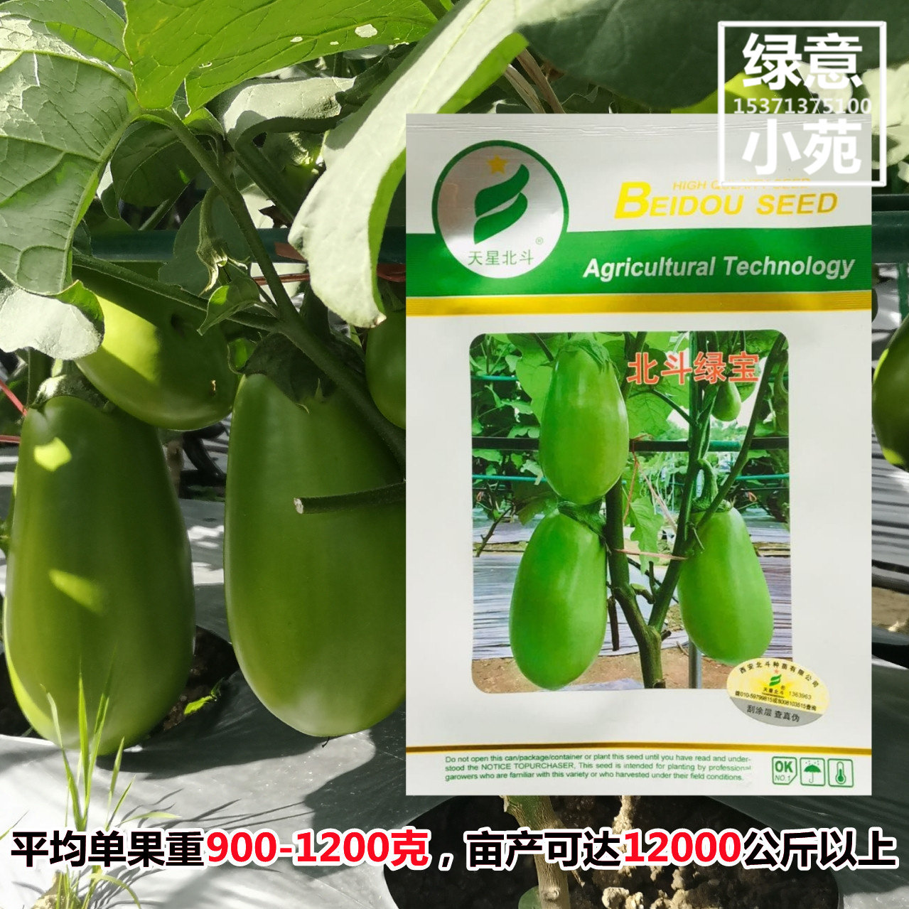 北斗绿宝绿茄种子 南北方大果高产绿色茄子种籽孑 四季基地大青茄