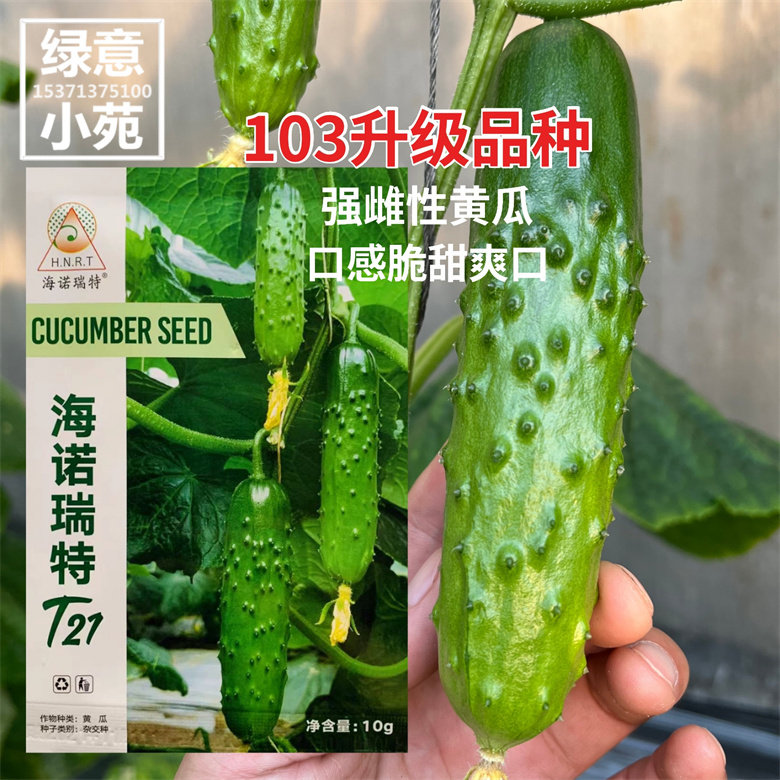 103升级品种海诺瑞特t21强雌性黄瓜种子脆甜华南北方水果黄瓜种孑