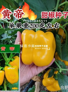 萧新黄帝甜椒种籽一代杂交黄色甜椒种孑观赏可食用灯笼椒辣椒种子