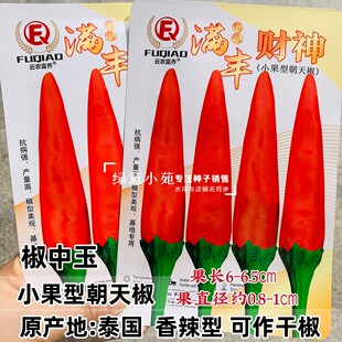 满丰财神朝天椒种孑椒中玉香辣小果型辣椒种籽可作干椒抗病强高产