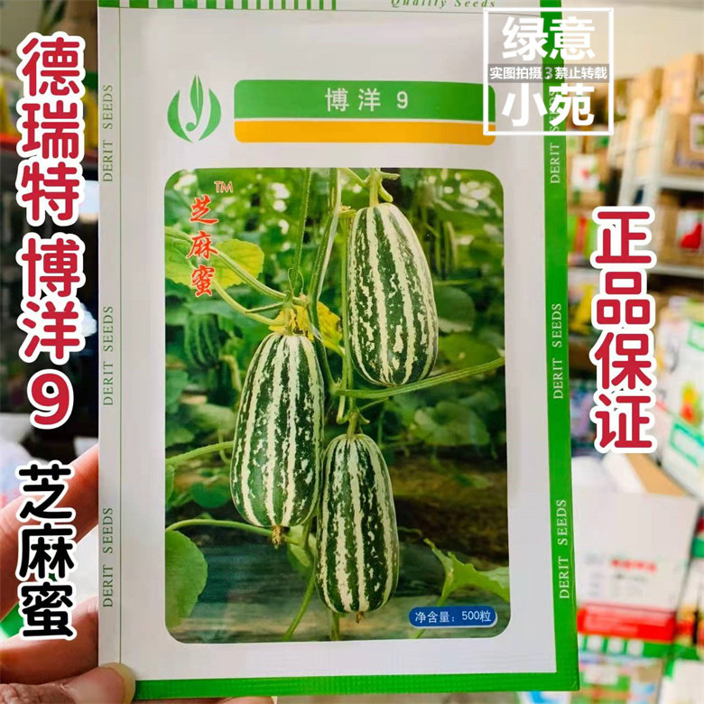 正宗德瑞特博洋9芝麻蜜甜瓜种孑正品 酥脆蜜甜 水果种籽 博洋甜瓜