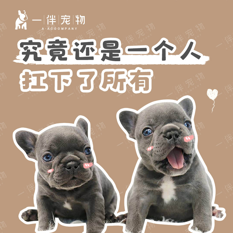 一伴法斗 异色法斗-蓝牛红牛等小众法国斗牛犬 包疫苗驱虫
