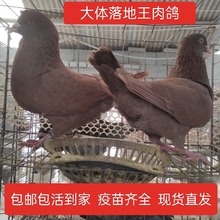 大体落地王鸽公母活一对活物巨型肉鸽子活物落地王鸽子大体鸽子苗