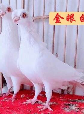 中短嘴观赏鸽金眼白鸽子宠物鸽疆系鸽子平头凤头包活包健康