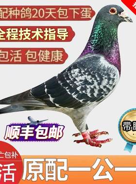 鸽子活一对信鸽种鸽赛鸽观赏鸽幼鸽青年鸽活体活物雨点小鸽子公母