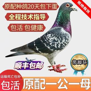 鸽子活一对信鸽种鸽赛鸽观赏鸽幼鸽青年鸽活体活物雨点小鸽子公母