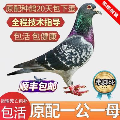 鸽子活一对信鸽种鸽赛鸽观赏鸽幼鸽青年鸽活体活物雨点小鸽子公母