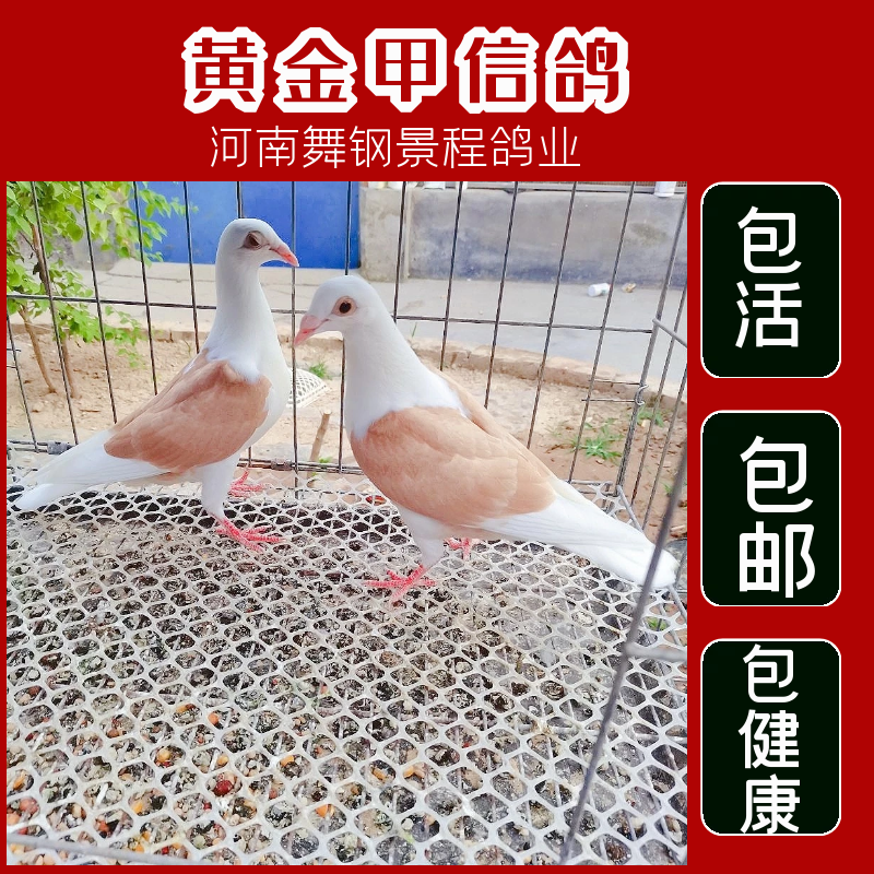 正品蝴蝶背信鸽子活体一对精品观赏鸽鸽宠物鸽元宝鸽活包邮