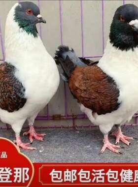 鸽子活体一对纯正中小体三色摩登那观赏鸽元宝鸽熊猫大中小幼崽