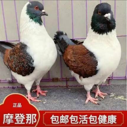 鸽子活体一对纯正中小体三色摩登那观赏鸽元宝鸽熊猫大中小幼崽