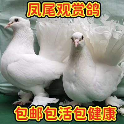 凤尾观赏鸽活的一对尾羽如孔雀开屏包邮包活包健康到家可繁殖种鸽