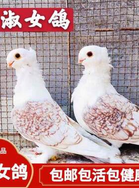 淑女鸽子观赏鸽宠物小鸟活物公母一对种鸽青年幼鸽黑花兰花包活