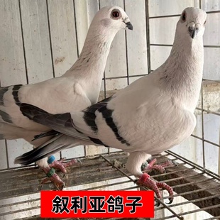 观赏鸽大全鸽子活一对叙利亚鸽青年种鸽信鸽元宝鸽包邮包活到家