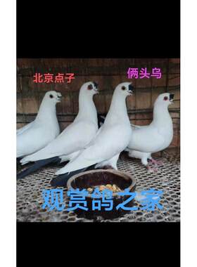 观赏鸽活体鸽子点子两头乌高飞蝴蝶背大鼻子包邮包活到家