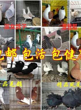 观赏鸽子活体元宝鸽一对淑女鸽子摩登那两头乌凤尾种鸽毛领包邮