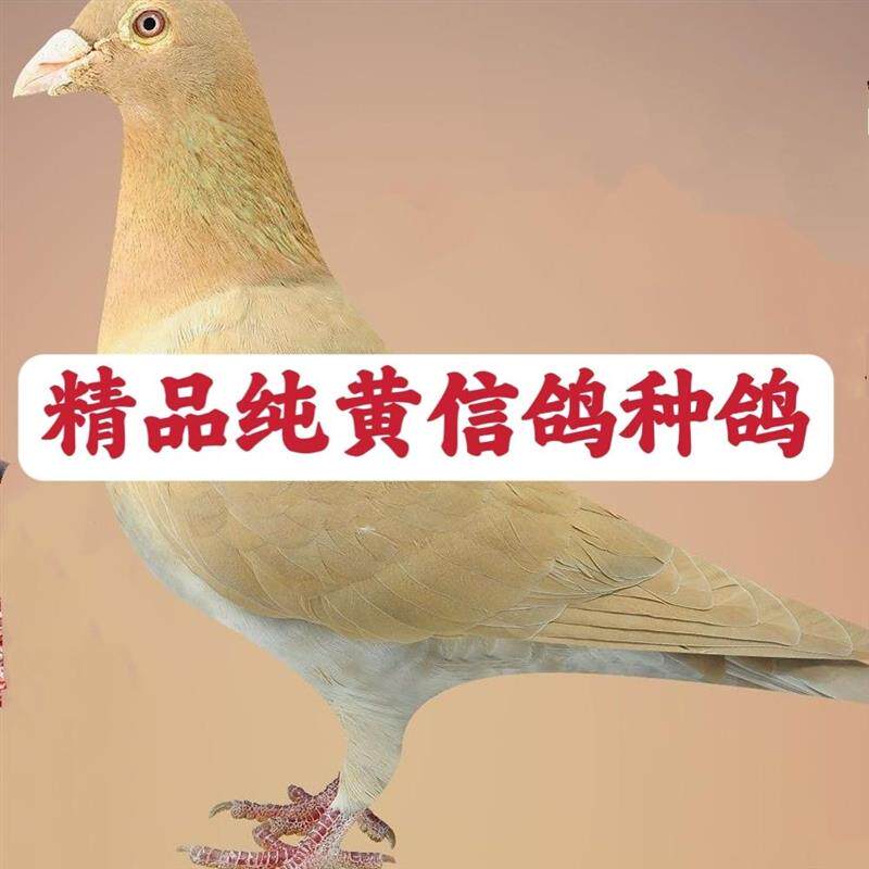 信鸽赛鸽鸽子活体天落鸽黄金甲幼鸽红轮种鸽观赏鸽