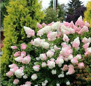 圆锥绣球花苗香草草莓木本花卉盆栽别墅庭院花镜植物耐寒热石灰灯