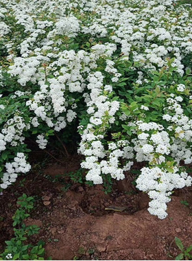 小手球菱叶绣线菊庭院盆栽